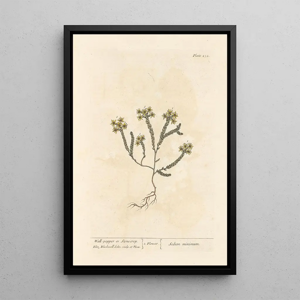 Orpin of muurpeper - Elizabeth Blackwell — ingelijst kunstwerk aan de muur