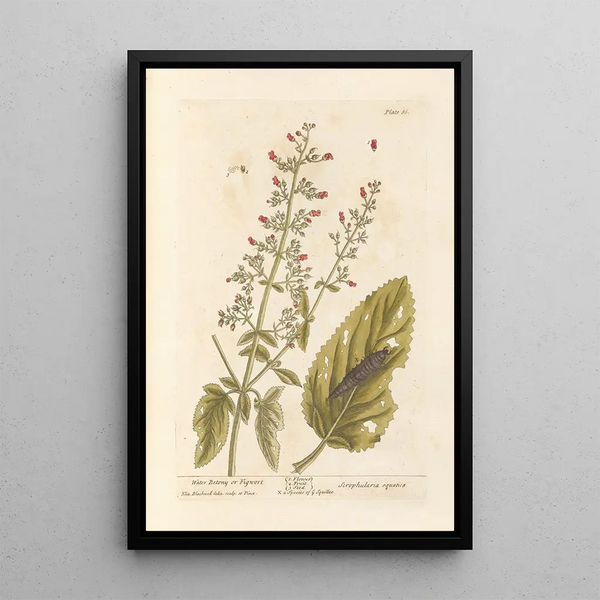 Waterweegbree of waterweegbree - Elizabeth Blackwell — ingelijst kunstwerk aan de muur