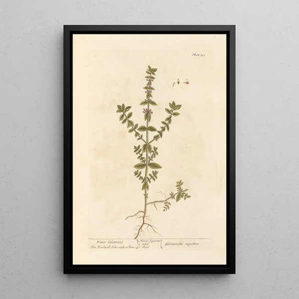 Calament aquatique - Elizabeth Blackwell — ingelijst kunstwerk aan de muur