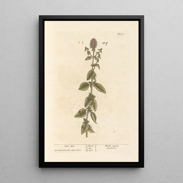 Menthe aquatique - Elizabeth Blackwell — ingelijst kunstwerk aan de muur