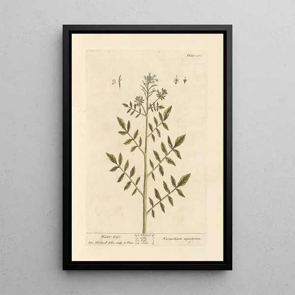 Cresson - Elizabeth Blackwell — ingelijst kunstwerk aan de muur