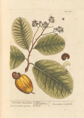 Elizabeth Blackwell - West India anacardium.webp