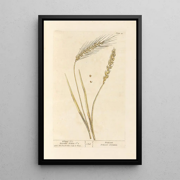 Blé n°1 Blé barbu n°2 - Elizabeth Blackwell — ingelijst kunstwerk aan de muur