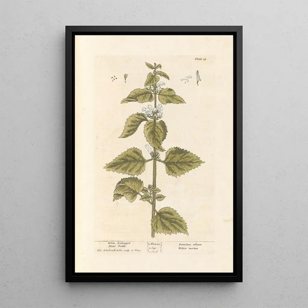 Lamier blanc - Elizabeth Blackwell — ingelijst kunstwerk aan de muur