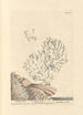 Corail blanc - Elizabeth Blackwell — weergave van het kunstwerk