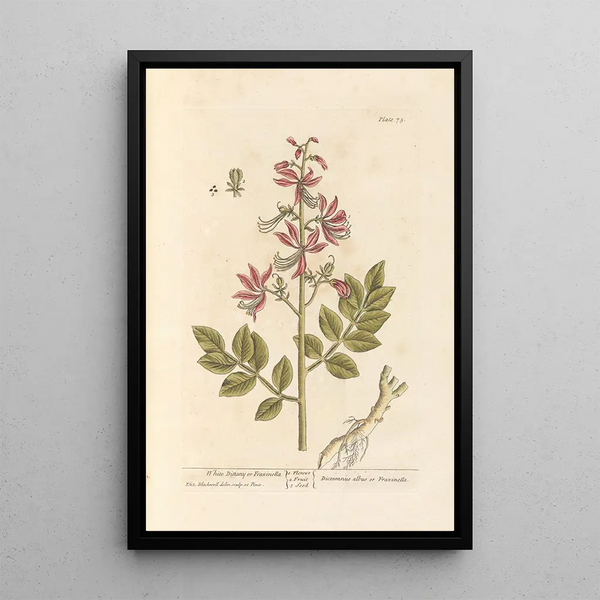 Dictame blanc ou fraxinelle - Elizabeth Blackwell — ingelijst kunstwerk aan de muur