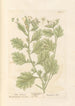 Jusquiame blanche - Elizabeth Blackwell — weergave van het kunstwerk