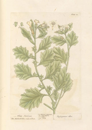 Elizabeth Blackwell - White henbane.webp
