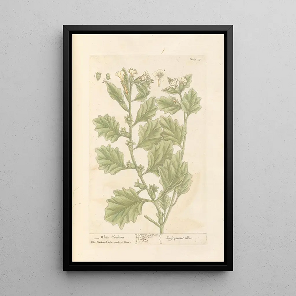 Jusquiame blanche - Elizabeth Blackwell — ingelijst kunstwerk aan de muur