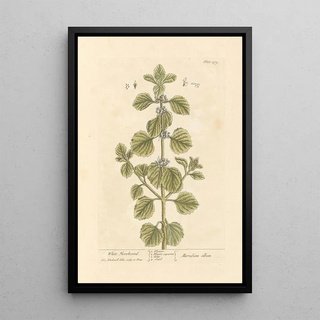 Elizabeth Blackwell - White horehound.webp