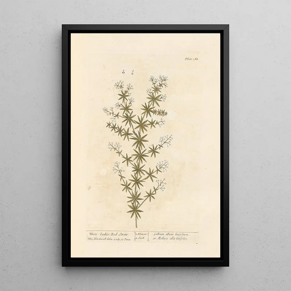 Caille-lait blanc - Elizabeth Blackwell — ingelijst kunstwerk aan de muur