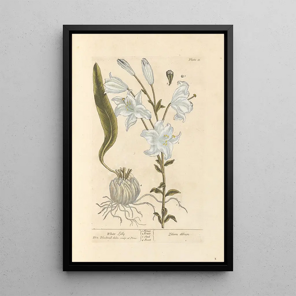 Lys blanc - Elizabeth Blackwell — ingelijst kunstwerk aan de muur