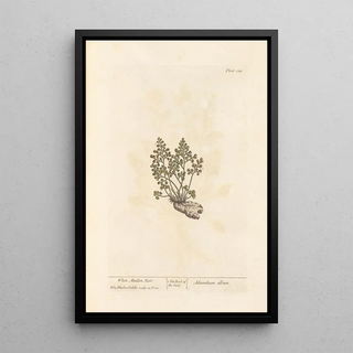 Elizabeth Blackwell - White maiden hair.webp