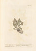 Capillaire blanc - Elizabeth Blackwell — weergave van het kunstwerk