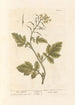 Moutarde blanche - Elizabeth Blackwell — weergave van het kunstwerk