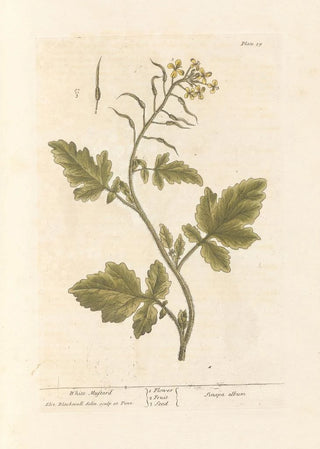 Elizabeth Blackwell - White mustard.webp