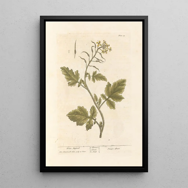 Moutarde blanche - Elizabeth Blackwell — ingelijst kunstwerk aan de muur