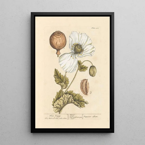 Pavot blanc - Elizabeth Blackwell — ingelijst kunstwerk aan de muur