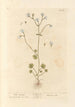Saxifrage blanche - Elizabeth Blackwell — weergave van het kunstwerk