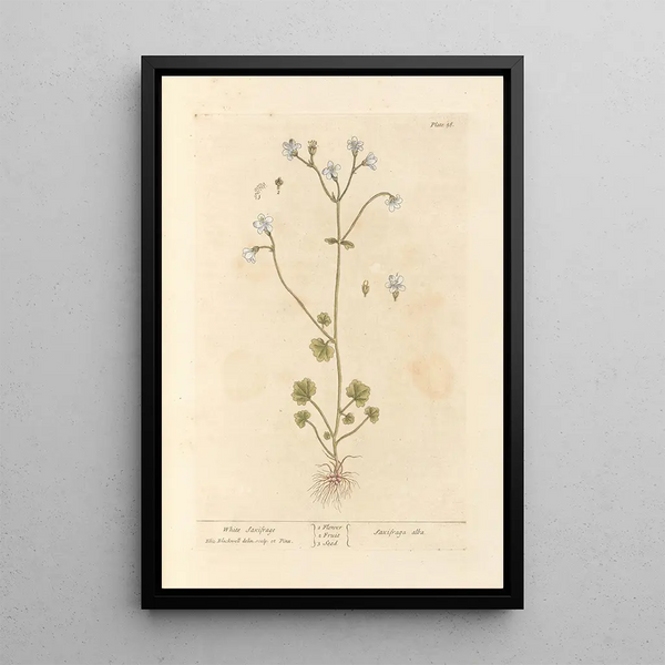 Saxifrage blanche - Elizabeth Blackwell — ingelijst kunstwerk aan de muur