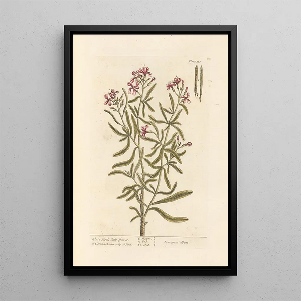 Julienne blanche - Elizabeth Blackwell — ingelijst kunstwerk aan de muur