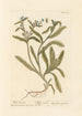 Buglosse sauvage - Elizabeth Blackwell — weergave van het kunstwerk