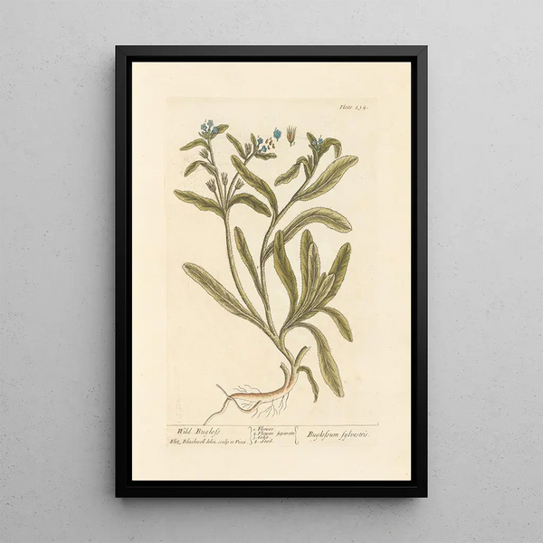 Buglosse sauvage - Elizabeth Blackwell — ingelijst kunstwerk aan de muur