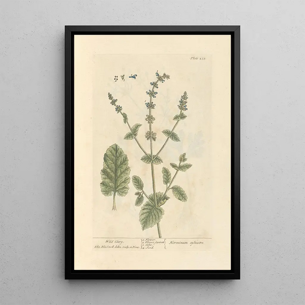Wilde salie - Elizabeth Blackwell — ingelijst kunstwerk aan de muur