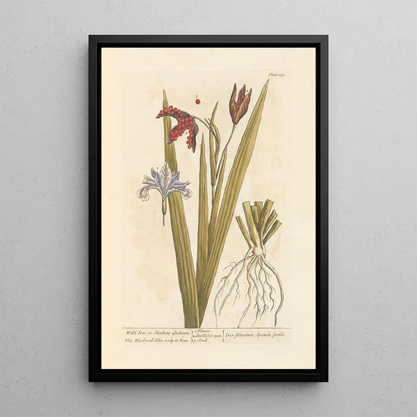 Wilde iris of stinkende iris - Elizabeth Blackwell — ingelijst kunstwerk aan de muur