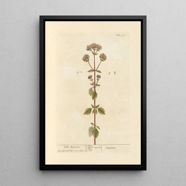 Marjolaine sauvage - Elizabeth Blackwell — ingelijst kunstwerk aan de muur