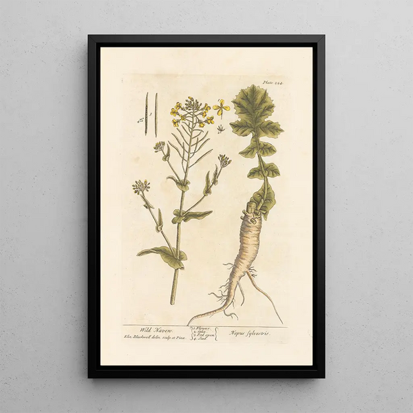 Navet sauvage - Elizabeth Blackwell — ingelijst kunstwerk aan de muur