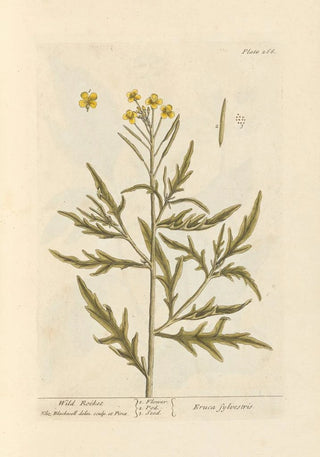 Elizabeth Blackwell - Wild rocket.webp