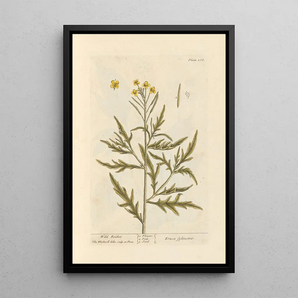Roquette sauvage - Elizabeth Blackwell — ingelijst kunstwerk aan de muur