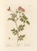 Eglantier - Elizabeth Blackwell — weergave van het kunstwerk