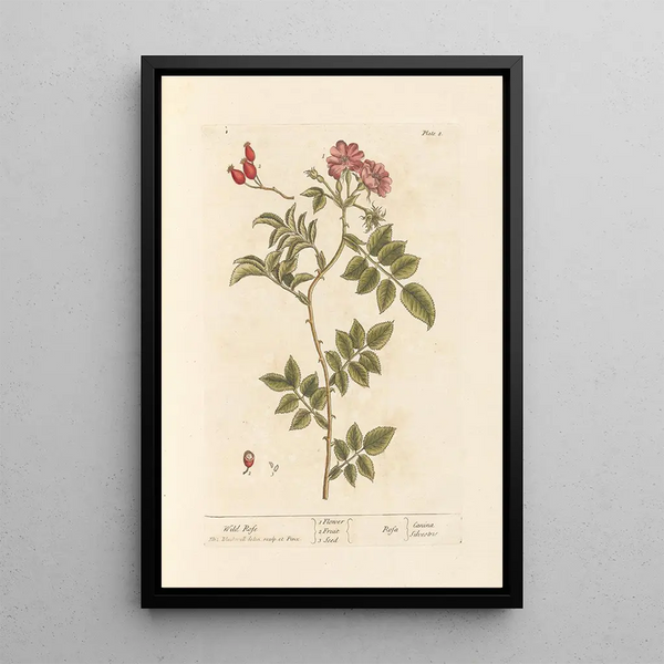 Eglantier - Elizabeth Blackwell — ingelijst kunstwerk aan de muur