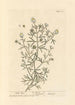 Rue sauvage - Elizabeth Blackwell — weergave van het kunstwerk