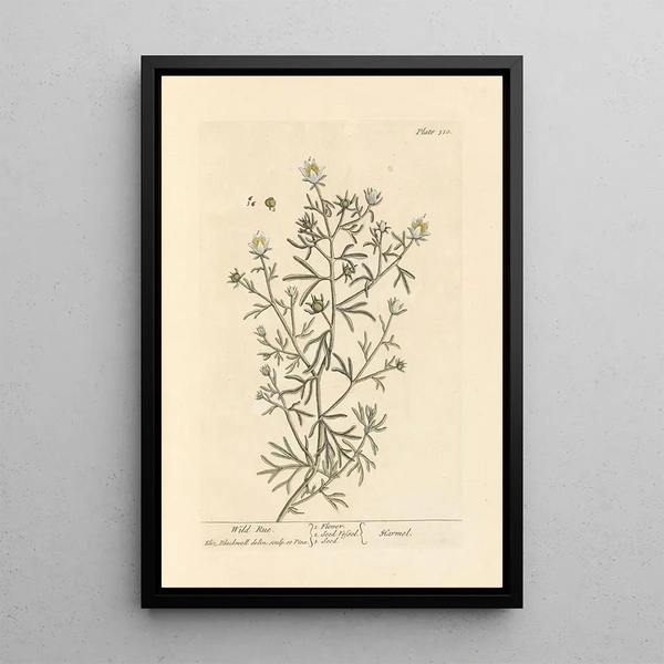 Rue sauvage - Elizabeth Blackwell — ingelijst kunstwerk aan de muur