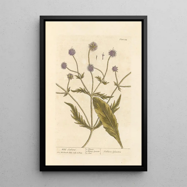 Wilde Scabiosa - Elizabeth Blackwell — ingelijst kunstwerk aan de muur