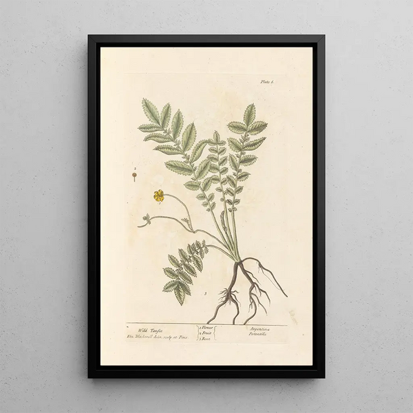 Tanaisie sauvage - Elizabeth Blackwell — ingelijst kunstwerk aan de muur