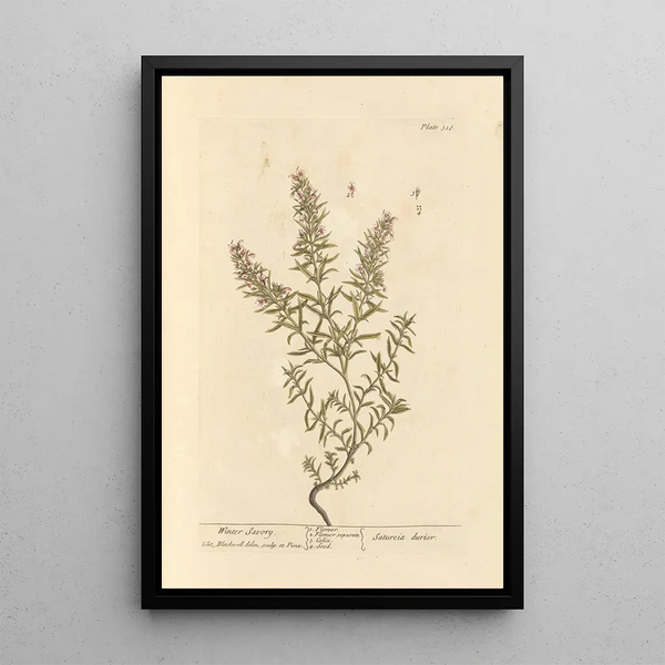 Sarriette d'hiver - Elizabeth Blackwell — ingelijst kunstwerk aan de muur