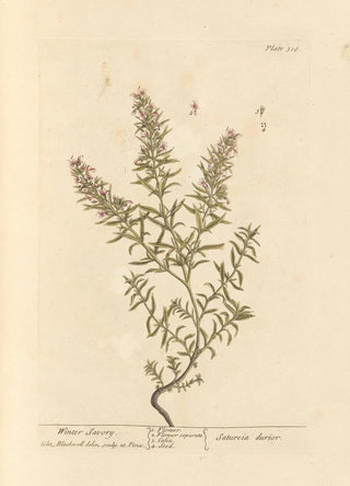 Elizabeth Blackwell - Winter savory.webp