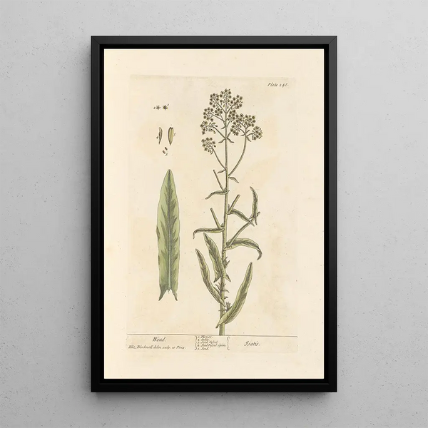 Pastel des teinturiers - Elizabeth Blackwell — ingelijst kunstwerk aan de muur