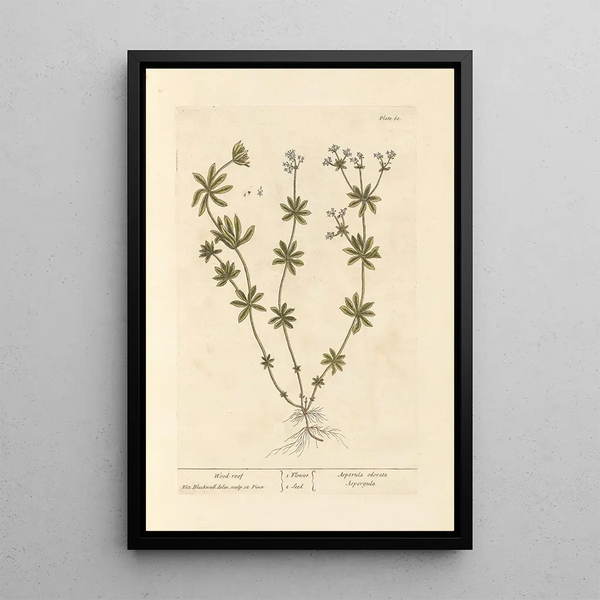 Gaillet - Elizabeth Blackwell — ingelijst kunstwerk aan de muur