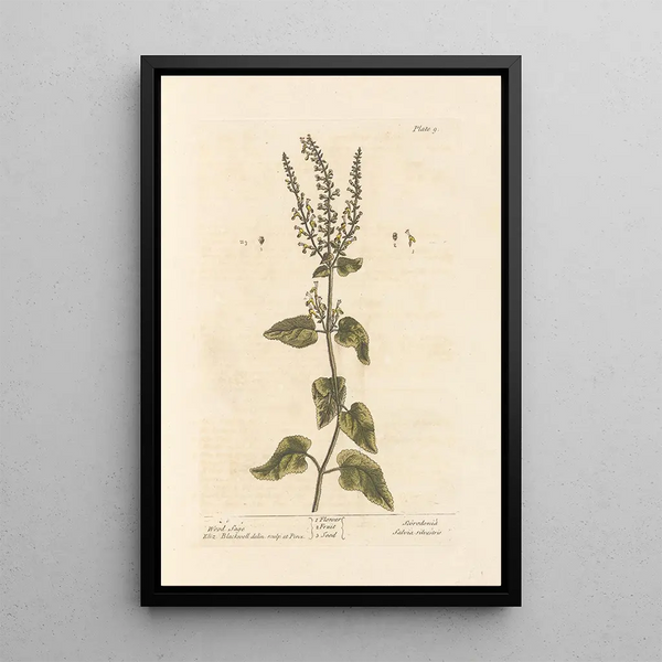 Sauge des bois - Elizabeth Blackwell — ingelijst kunstwerk aan de muur