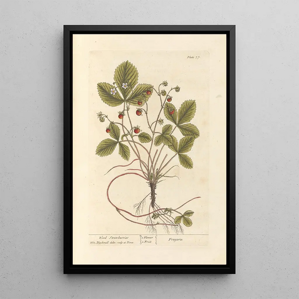 Aardbeien in het bos - Elizabeth Blackwell — ingelijst kunstwerk aan de muur