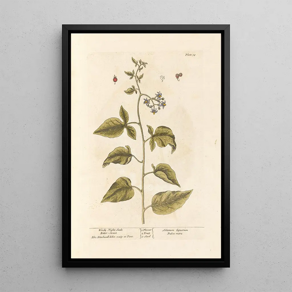Zoet-bitter - Elizabeth Blackwell — ingelijst kunstwerk aan de muur