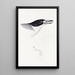 Synopsis des oiseaux d'Australie et des îles adjacentes Pl02 - Elizabeth Gould — ingelijst kunstwerk aan de muur