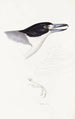 Synopsis des oiseaux d'Australie et des îles adjacentes Pl02 - Elizabeth Gould — weergave van het kunstwerk