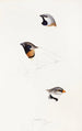 Un synopsis des oiseaux d'Australie et des îles adjacentes Pl21 - Elizabeth Gould — weergave van het kunstwerk