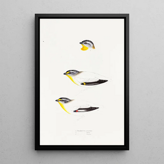 Elizabeth Gould - A synopsis of the birds of Australia and the adjacent Islands Pl22.webp